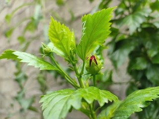 Selective of hibiscus flower bud on a plant