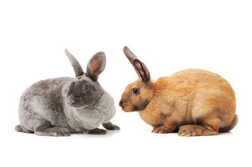 rabbits isolated on white background 