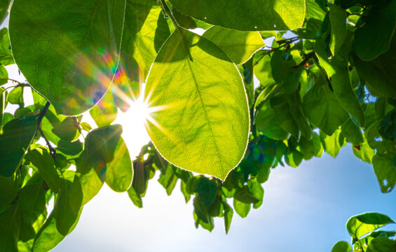  klimaneutral in die Zukunft - Sonnenstrahlen durch gr&uuml;ne Bl&auml;tter -