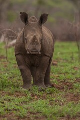white rhino in the grass