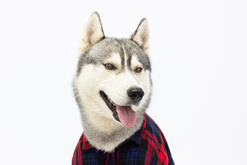 Funny husky dog in plaid shirt is showed tongue. Funny pet face over white background