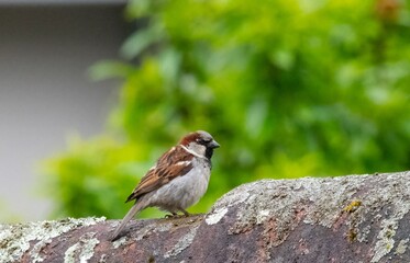 little sparrow standing on the rooftop of a small house during springtime