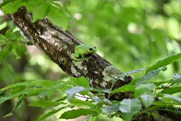 森に棲む蛙
