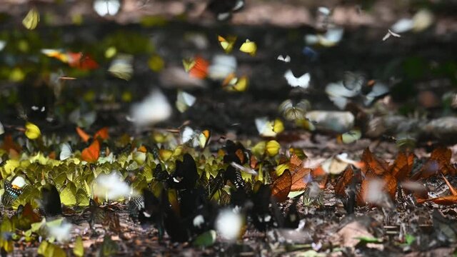 Butterflies Assorted and Colorful, all kinds of butterflies flying over the ground and a lot also on the ground feeding on minerals in the forest of Kaeng Krachan National Park.