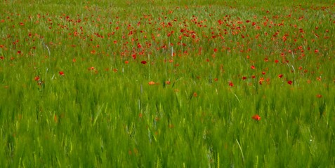 red poppy plants in a large green agricultural wheat field