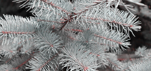 Green fir tree for christmas background