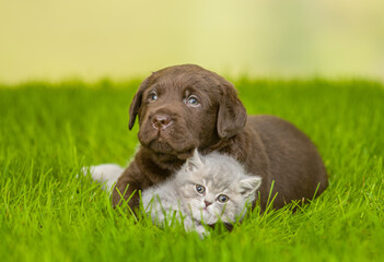 Chocolate Labrador Retriever puppy hugs kitten on green summer grass