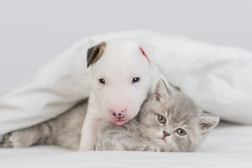 Miniature Bull Terrier puppy hugs tiny kitten inder warm blanket on a bed at home