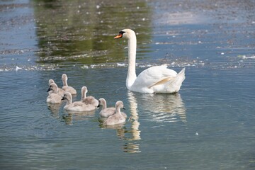 mother swan and a group of newborn swimming in a river