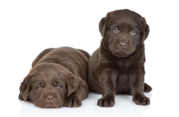 Two young puppies Chocolate Labrador Retriever looks at camera in front view. isolated on white background