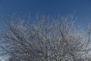 Tree branches on blue night sky background