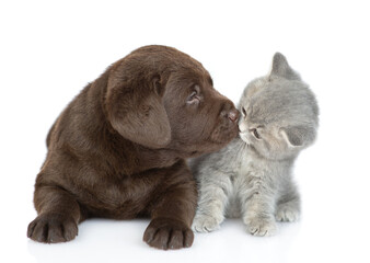 Chocolate Labrador Retriever puppy kisses tiny kitten. isolated on white background