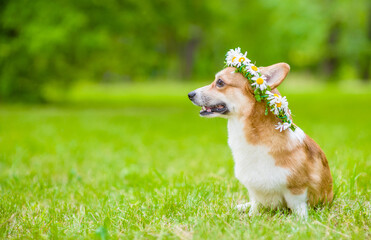 Pembroke welsh corgi puppy wearing wreath of daisies sits on green summer grass and looks away on empty space