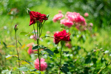 Fototapeta premium Blooming roses in a summer park on a blurred background with bokeh effect.