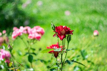 Blooming roses in a summer park on a blurred background with bokeh effect.