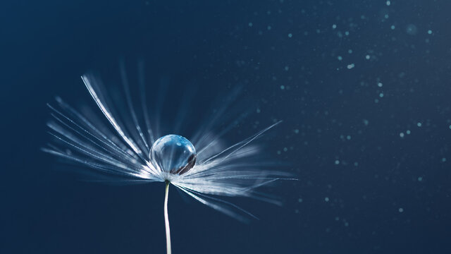 Macro nature. dandelion at blue background. Freedom to Wish. Dandelion silhouette fluffy flower. Seed macro closeup. Soft focus. Goodbye Summer. Hope and dreaming concept. Fragility. Springtime.