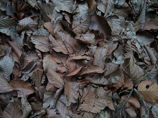 Dried leaves on the ground