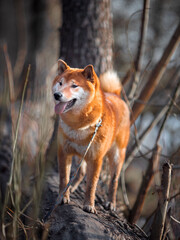 Happy dog walking in the forest