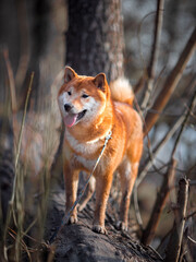 Happy dog walking in the forest