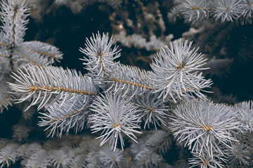 Naklejka na ściany i meble Delicate winter background with fir tree