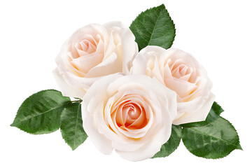 white rose isolated on white background, clipping path, full depth of field