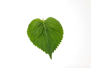 a perilla leaf isolated on white background