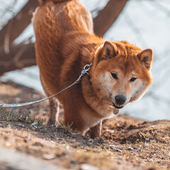 dog in the water
