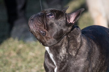French Bulldog looking up