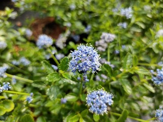 Ceanothus thyrsiflorus var. repens