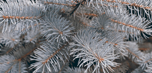 Naklejka na ściany i meble Winter background with beautiful branch with needles