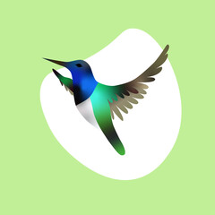 Графика и hummingbird image. painted flying colibri in colorиллюстрации