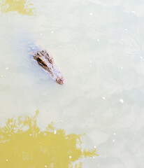 Alligators live on the surface of the water.