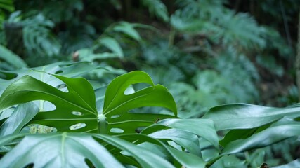 Exotic monstera jungle rainforest tropical atmosphere. Fresh juicy frond leaves, amazon dense overgrown deep forest. Dark natural greenery lush foliage. Evergreen ecosystem. Paradise calm aesthetic.