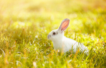 white rabbit on a sunlit lawn