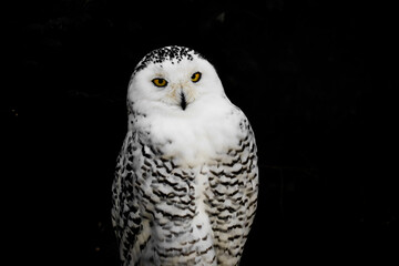 Awesome beautiful black white owl