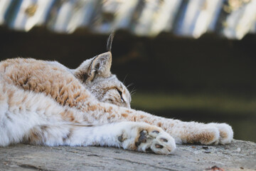 Gorgeous sleeping lynx