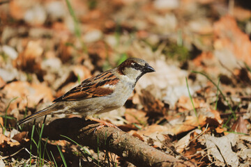 Cute sparrow on a stick
