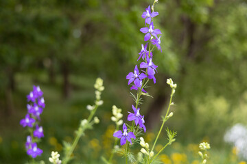 Fototapeta premium 紫の花