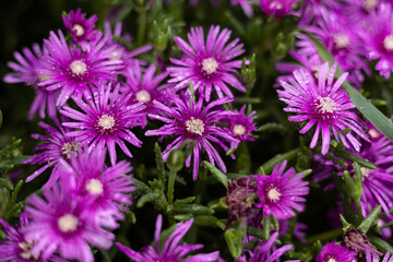 Fototapeta premium 紫の花