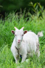 Obraz na płótnie Canvas goat on grass.