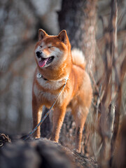 Happy dog walking in the forest