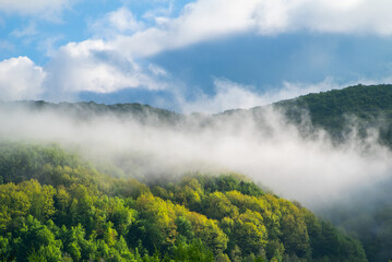 beautiful fog in the mountain forest at sunrise. Weather in the mountains.