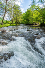 stormy river near the green forest. Vertical photo.