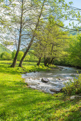 the river flows near a glade covered with grass and trees at the beginning of the day.