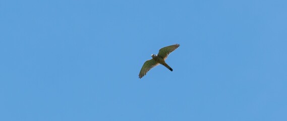 one falcon gliding high up in blue sky searching for prey