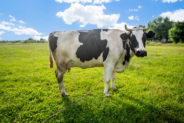 Animal. black and white cow swears on a field covered with grass on a bright day the blue sky is covered with clouds. Pets. Cattle grazing. The farm.