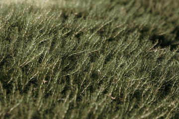 nature poster: cypress
