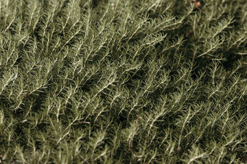 nature poster: cypress