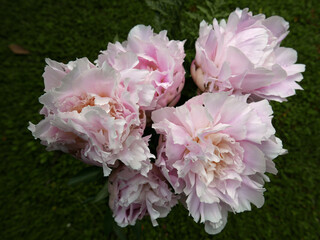 macro di vivida corolla di fiore