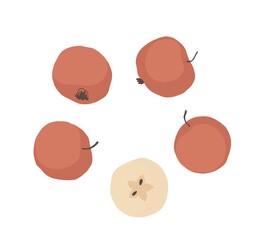 Red apples. Hand drawn vector illustration for posters, stickers, seasonal design, recipe, textile of apparel, cookbook. Vector illustration on a white background.